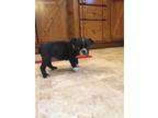 Boston Terrier Puppy for sale in Loogootee, IN, USA