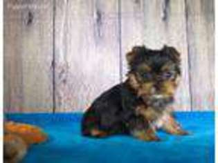 Yorkshire Terrier Puppy for sale in La Follette, TN, USA