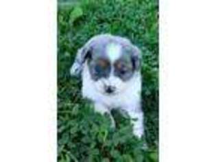 Miniature Australian Shepherd Puppy for sale in Troy, MO, USA