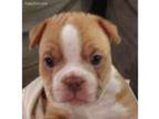 Boston Terrier Puppy for sale in Stow, OH, USA
