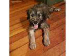 Dutch Shepherd Dog Puppy for sale in Smallwood, NY, USA