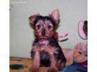 Yorkshire Terrier Puppy for sale in Hico, TX, USA