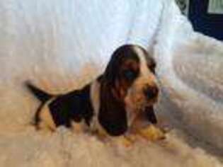 Basset Hound Puppy for sale in Watson, OK, USA