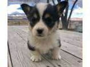 Pembroke Welsh Corgi Puppy for sale in Malta, ID, USA