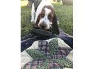 Basset Hound Puppy for sale in Bloomfield, IA, USA
