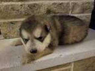 Alaskan Malamute Puppy for sale in Bushnell, IL, USA