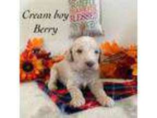 Mutt Puppy for sale in Los Angeles, CA, USA