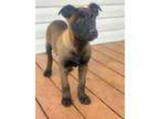Belgian Malinois Puppy for sale in Johnson City, TN, USA