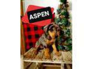 Catahoula Leopard Dog Puppy for sale in Muldrow, OK, USA