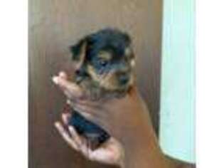 Yorkshire Terrier Puppy for sale in New Baltimore, MI, USA