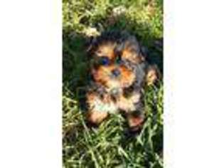 Yorkshire Terrier Puppy for sale in Bagley, MN, USA