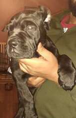 Cane Corso Puppy for sale in Newburgh, NY, USA