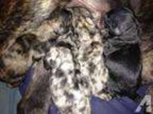 Mastiff Puppy for sale in JOHNSTOWN, OH, USA