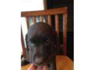 Labrador Retriever Puppy for sale in Kalamazoo, MI, USA