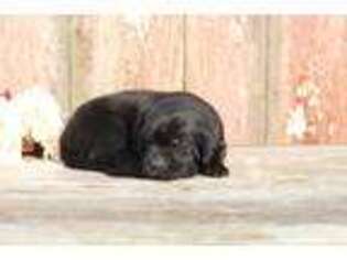 Labrador Retriever Puppy for sale in Freeport, IL, USA