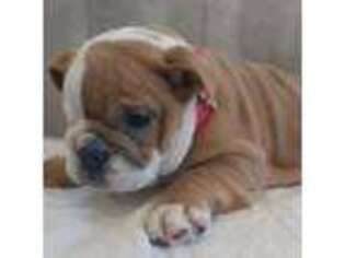 Bulldog Puppy for sale in Stanley, WI, USA