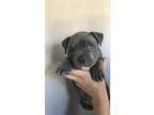 Mutt Puppy for sale in Richland, NJ, USA