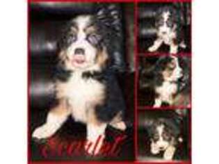 Australian Shepherd Puppy for sale in Chaplin, CT, USA