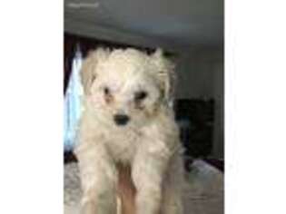 Mutt Puppy for sale in Union City, CA, USA