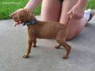 Vizsla Puppy for sale in George West, TX, USA