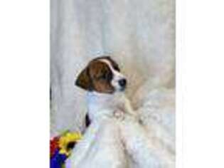 Jack Russell Terrier Puppy for sale in Wantagh, NY, USA