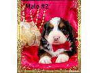 Bernese Mountain Dog Puppy for sale in Manheim, PA, USA