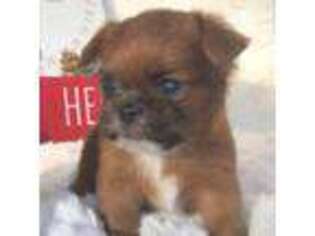 Brussels Griffon Puppy for sale in Safford, AZ, USA