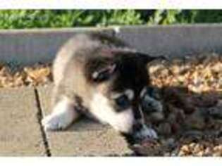 Alaskan Klee Kai Puppy for sale in Redkey, IN, USA