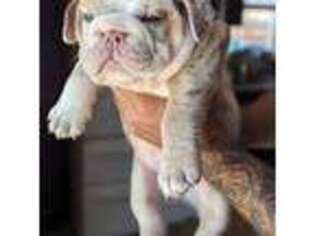 Bulldog Puppy for sale in Live Oak, CA, USA