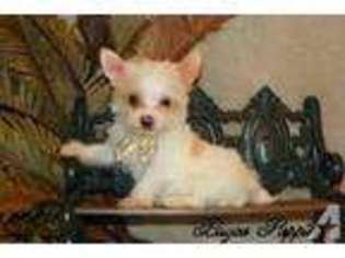 Yorkshire Terrier Puppy for sale in FERRIDAY, LA, USA