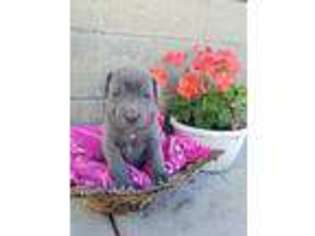 Cane Corso Puppy for sale in Bethany, IL, USA