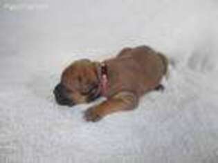 Bullmastiff Puppy for sale in Dent, MN, USA
