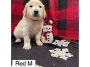 Golden Retriever Puppy for sale in Carrollton, OH, USA