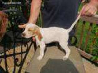 Mutt Puppy for sale in Harpers Ferry, WV, USA