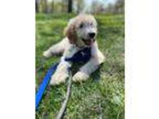 Goldendoodle Puppy for sale in Paterson, NJ, USA