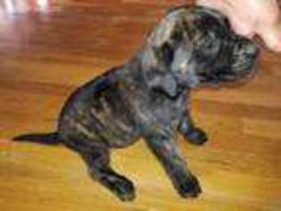 Mastiff Puppy for sale in Odessa, TX, USA