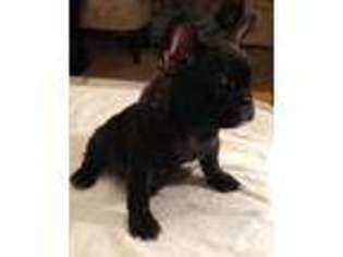 French Bulldog Puppy for sale in MILILANI, HI, USA
