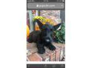 Scottish Terrier Puppy for sale in Diamond, MO, USA