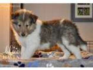 Collie Puppy for sale in Hartford, MI, USA