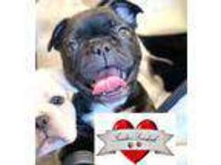 French Bulldog Puppy for sale in Dillsboro, IN, USA