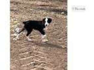 Miniature Australian Shepherd Puppy for sale in Abilene, TX, USA