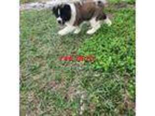 Akita Puppy for sale in Arcadia, FL, USA