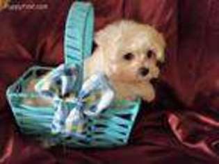 Maltese Puppy for sale in Lake City, FL, USA