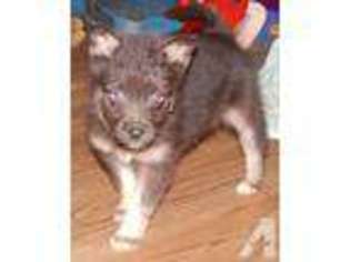 Siberian Husky Puppy for sale in ASTORIA, OR, USA