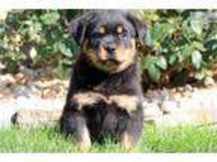 Rottweiler Puppy for sale in Lancaster, PA, USA