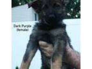German Shepherd Dog Puppy for sale in Coon Rapids, MN, USA