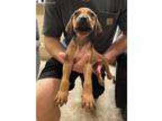 Rhodesian Ridgeback Puppy for sale in Ocoee, FL, USA