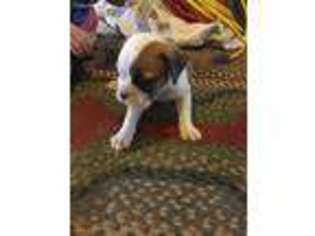 Miniature Bulldog Puppy for sale in De Graff, OH, USA