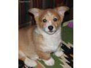 Pembroke Welsh Corgi Puppy for sale in Kansas City, MO, USA
