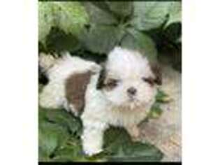 Mutt Puppy for sale in Osborne, KS, USA